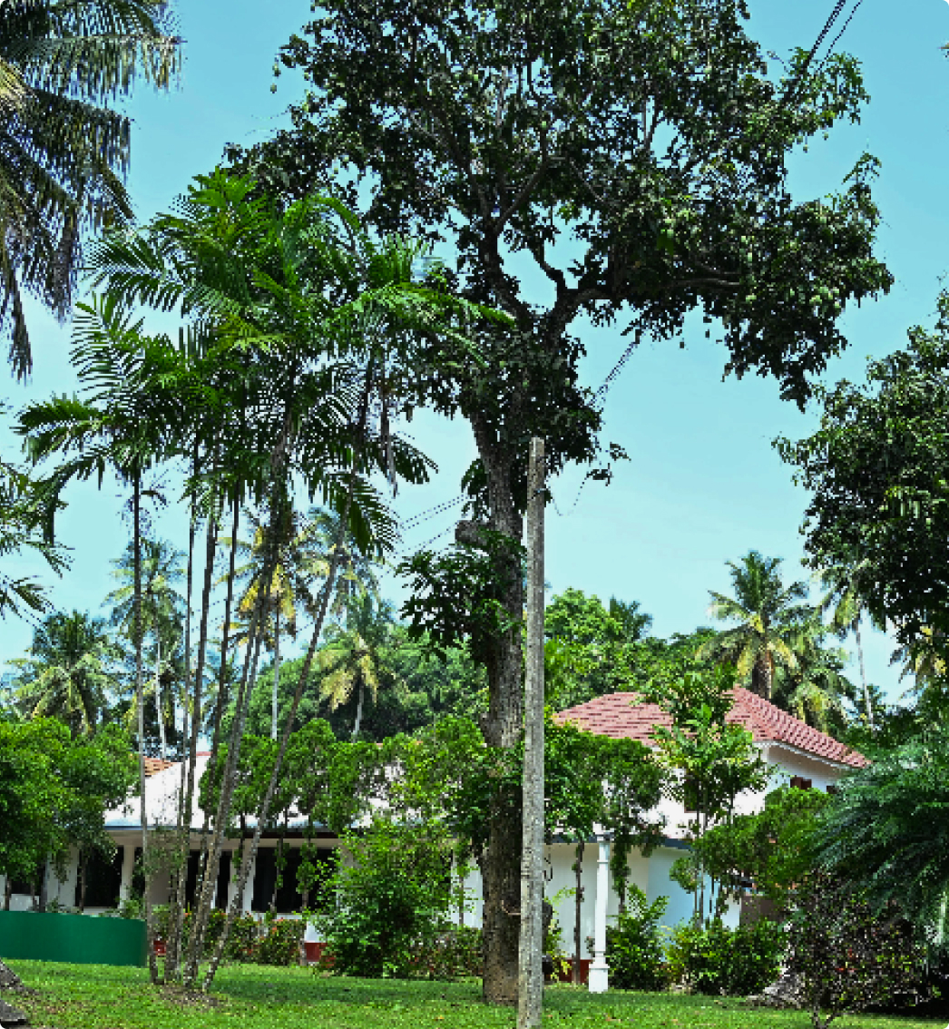 Aerial view of Chinthana Eco Retreat
